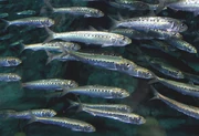 Sardines, One of the fishes Introduced.
