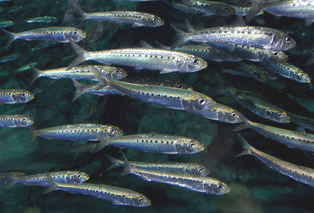 Sardine - Wikipedia