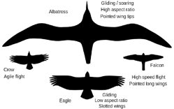 Comparison of wing shape in a crow, an eagle, a falcon and an albatross.