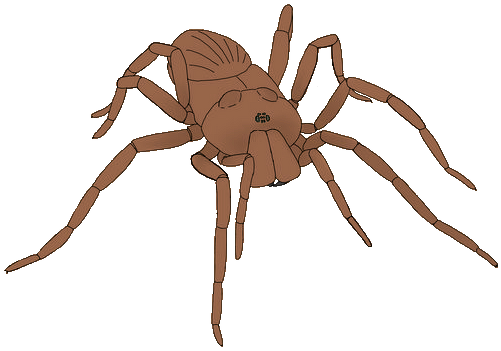Pain-related spider species. Mygalomorph and araneomorph spiders are