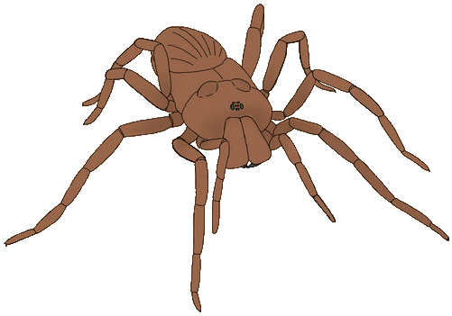 Pain-related spider species. Mygalomorph and araneomorph spiders are