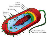 Unicelluar Life