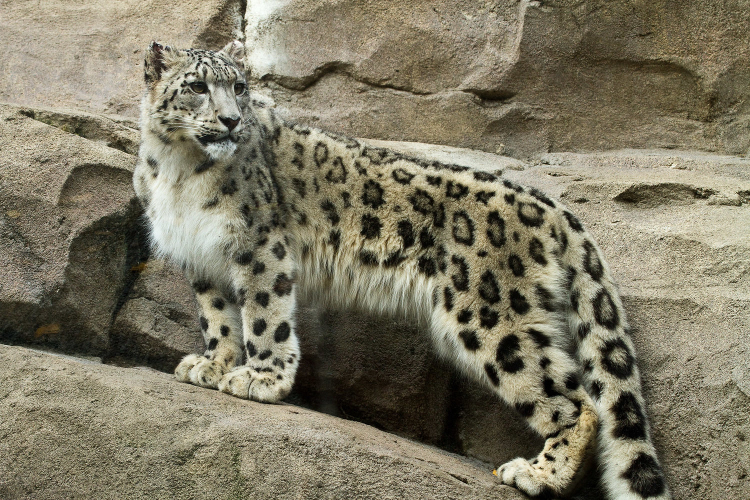 Leopard lynx | Speculative Evolution Wiki | Fandom