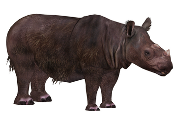 標本 GIANT3-HORN RHINO chalosoma caucaus Giant Horn Rhinoceros | HLJ.com