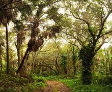 Florida-Hardwood-Hammock