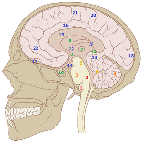 Brain structures2