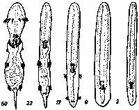 Georrhinidae