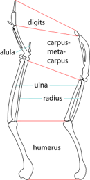 Wings of a modern ibis and Xenicibis