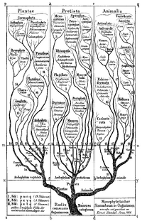 Haeckel Tree of life