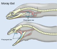 Pharyngeal jaws of moray eels