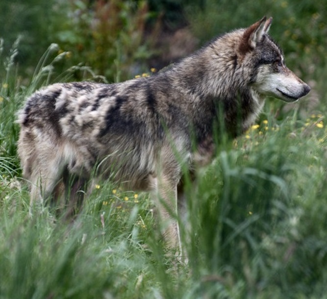 Barbary wolves | Speculative Evolution Wiki | Fandom