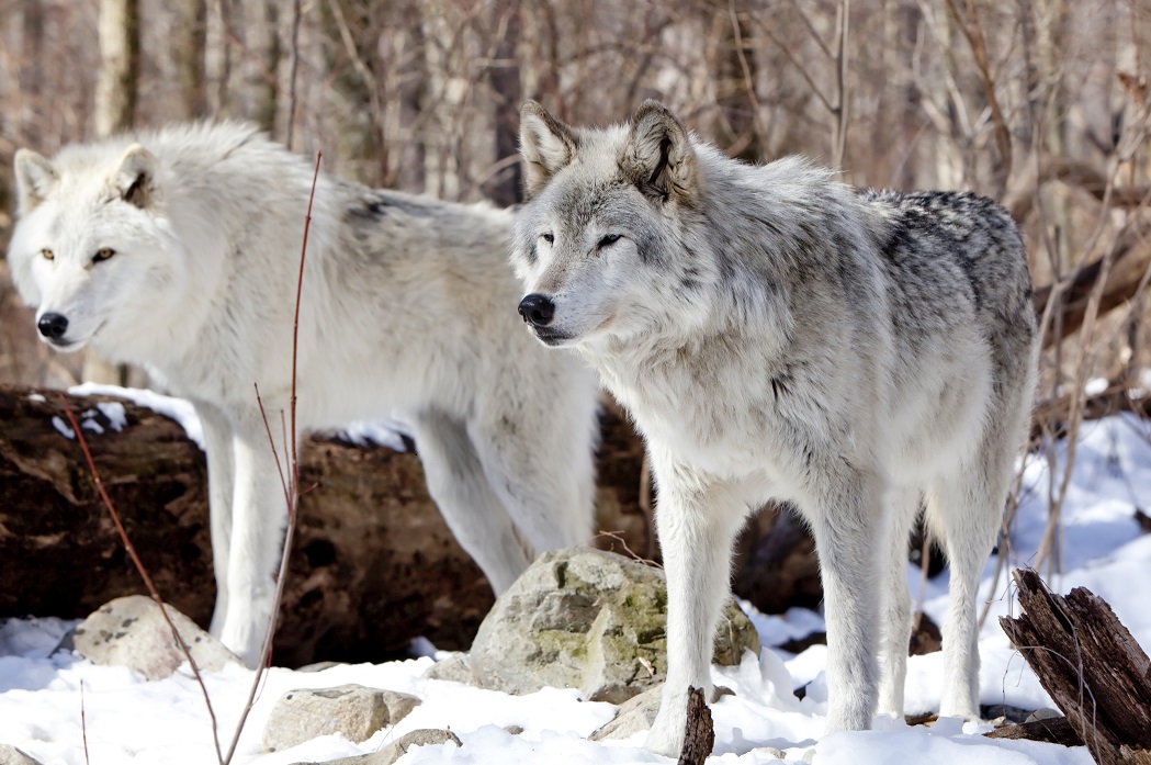 Northwestern wolf - Wikipedia