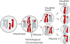Scheme of meiosis. In this image, different chromosomes are identified by size, while the colour reveals the parent they come from.