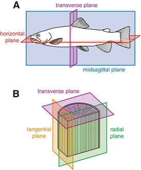 The three anatomical planes, only one of which divide in two specular 
halves a bilaterally symmetrical organism.