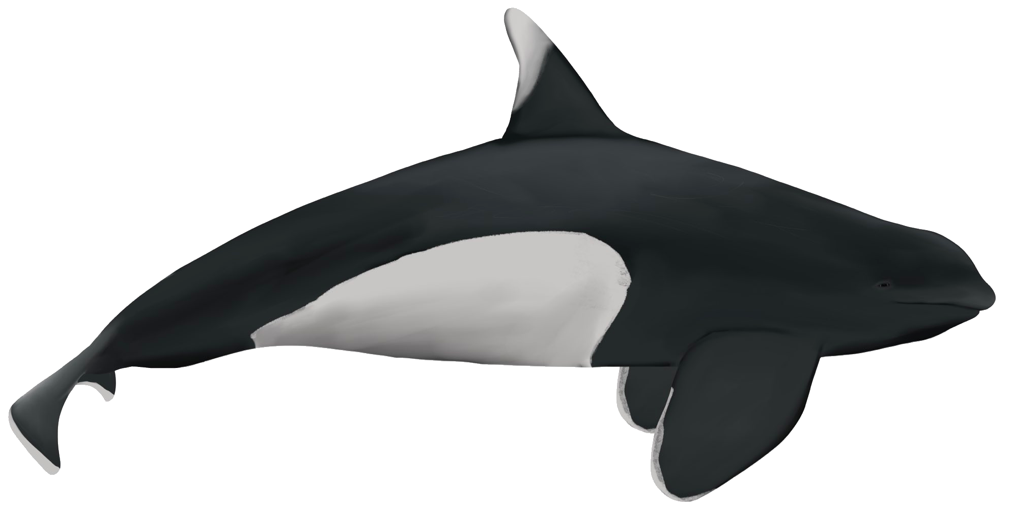 dwarf killer whale