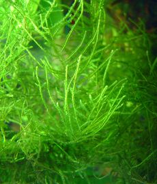 Java moss