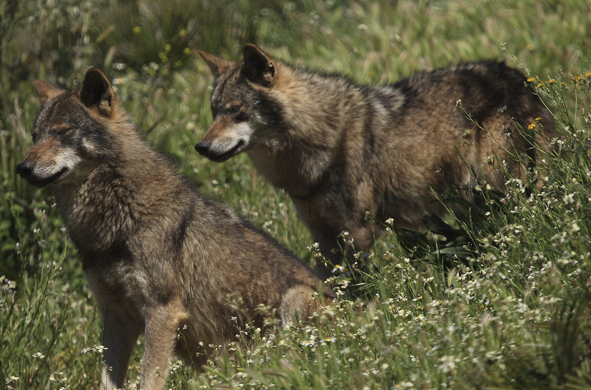 Nemech wolves | Speculative Evolution Wiki | Fandom