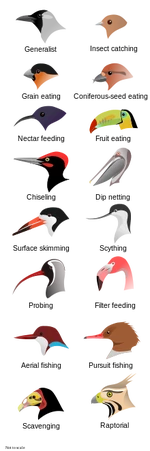 Sample of diversity in bird beaks specialized for different diets