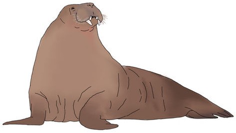 Burrowing walrus (Liera) | Speculative Evolution Wiki | Fandom