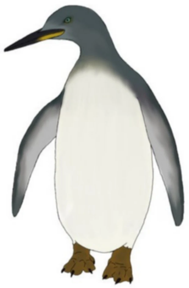 Club-flippered penguin (Liera) | Speculative Evolution Wiki | Fandom