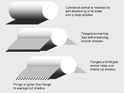 A scheme showing how flanges and fringes help organisms in camouflage