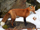 Eurasian Red Fox