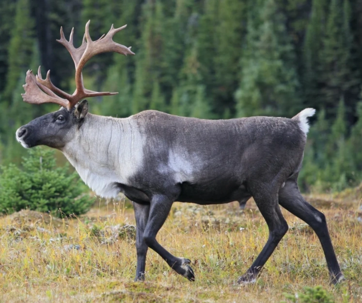 Kodiak Archipelago caribou (UltraPleistocene) Speculative Evolution