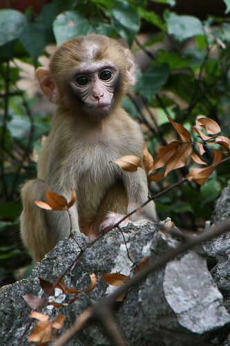 New World monkey - Wikipedia