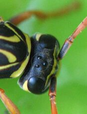 Polistes ocelli