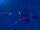 Stegoichthys luminosus