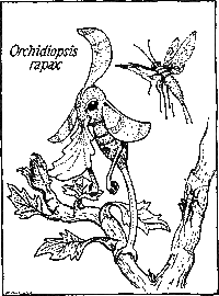 Orchidiopsis