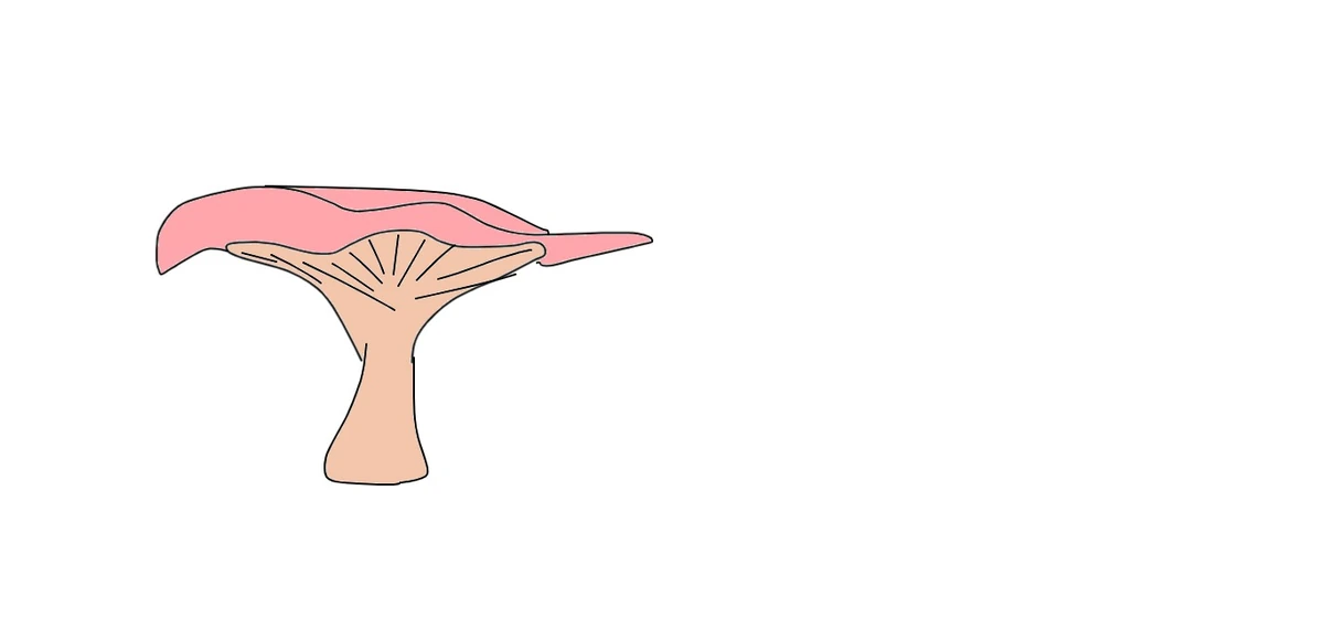 Pixie Cap Mushroom Speculative Evolution Wiki Fandom