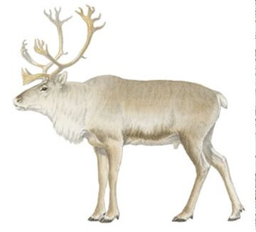 Baffin evolution sales