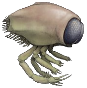 Big-eyed sea flea (Liera), Speculative Evolution Wiki