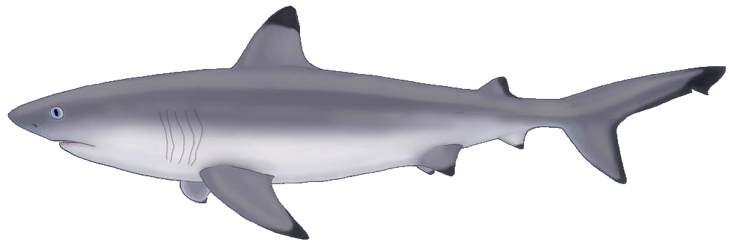 Raven shark (Liera) | Speculative Evolution Wiki | Fandom