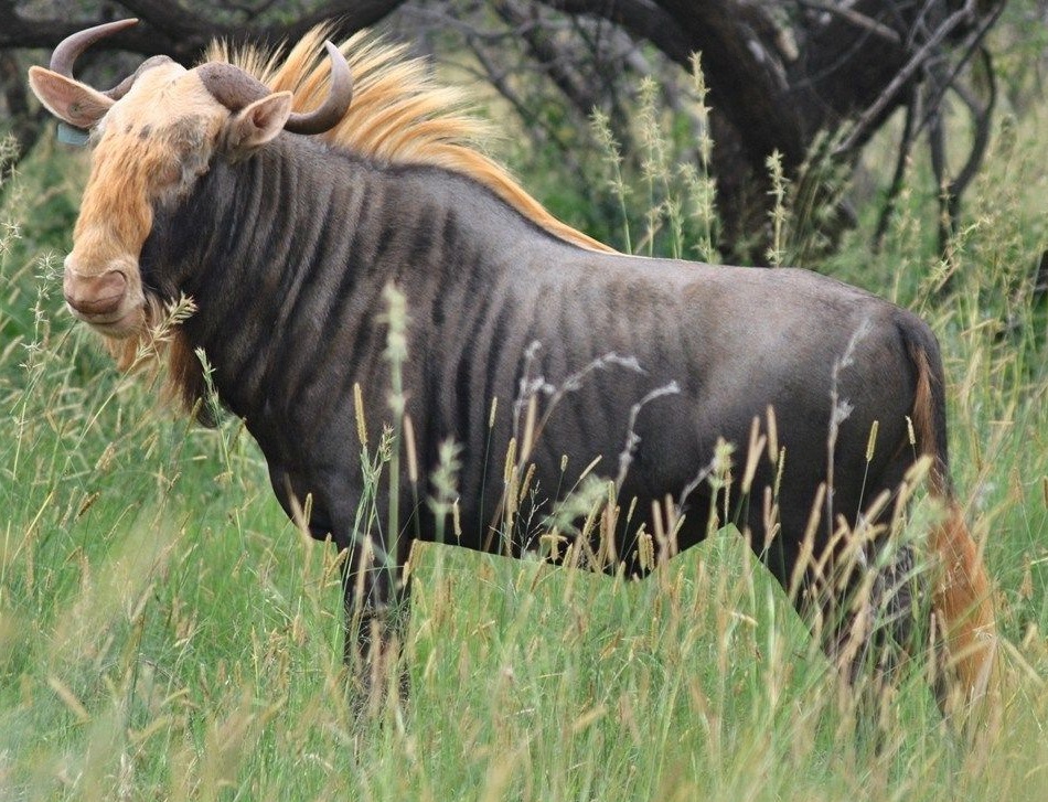 African Savanna (New Pleistocene) | Speculative Evolution Wiki | Fandom African Savanna (New Pleistocene) | Speculative Evolution Wiki | Fandom