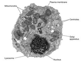 Primitive Eukaryote Cell