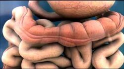 3D_Medical_Animation_-_Peristalsis_in_Large_Intestine_Bowel_ABP_©