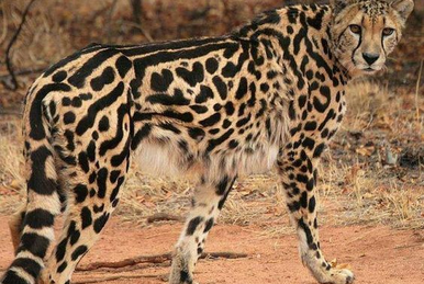 American cheetah SciiFii Novum Terram Wiki Fandom