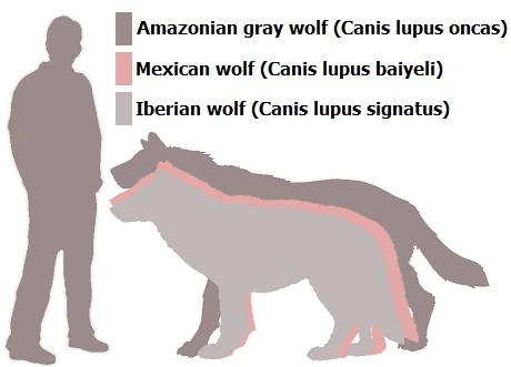 Amazonian Gray Wolf | Speculative Evolution Wiki | Fandom