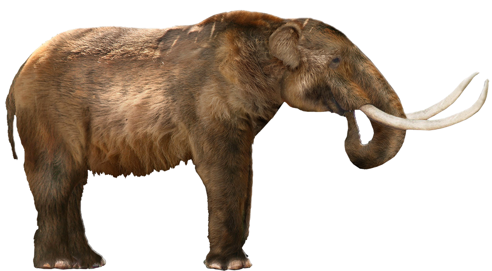 Woolly Elephant | Speculative Evolution Wiki | Fandom