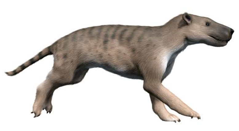 Hyaenodonta (Liera) | Speculative Evolution Wiki | Fandom