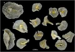 Dendrogramma collection