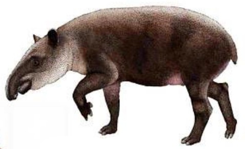 Neopangean tapir (Liera) | Speculative Evolution Wiki | Fandom