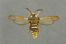 Sesia apiformis displays its remarkable resemblance to a wasp.