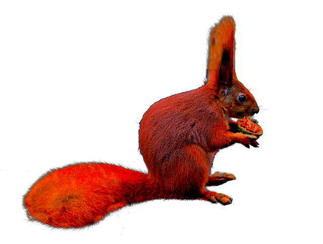 Toucan (Project: Mammalia) | Speculative Evolution Wiki | Fandom
