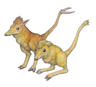 Pixie Speculative Evolution Wiki Fandom