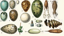 Eggs of various birds, reptiles, fish and invertebrates.