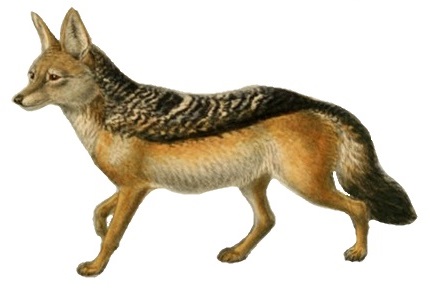 Great Plains jackal (Ultra-Pleistocene), Speculative Evolution Wiki