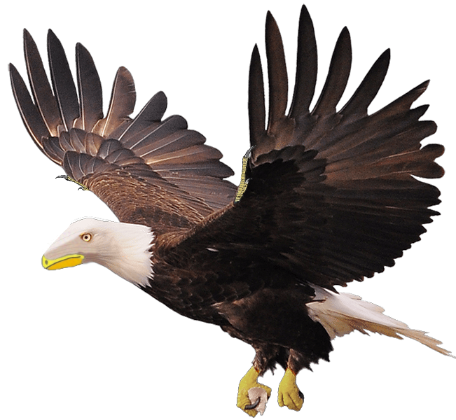 Eagle - Wikipedia